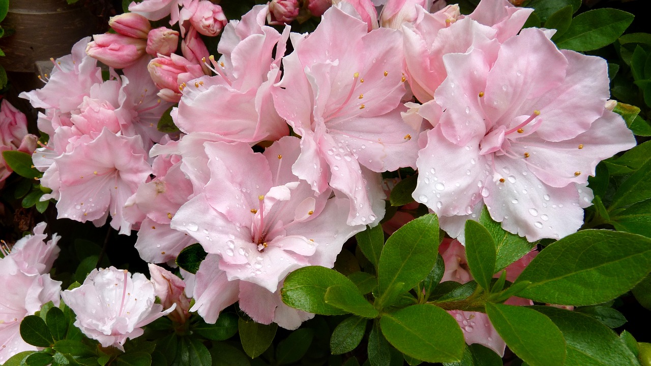 Image - azalea flowers pink blooming