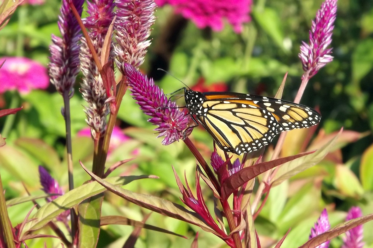 Image - fauna butterfly fair admiral