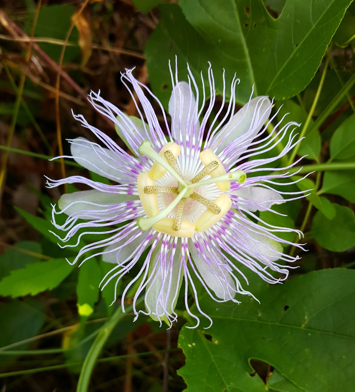 Image - passion flower vine flower pretty