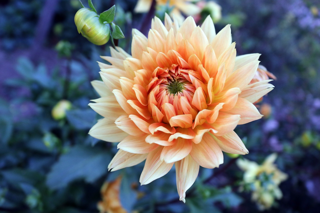 Image - orange dahlia dahlia ora orange