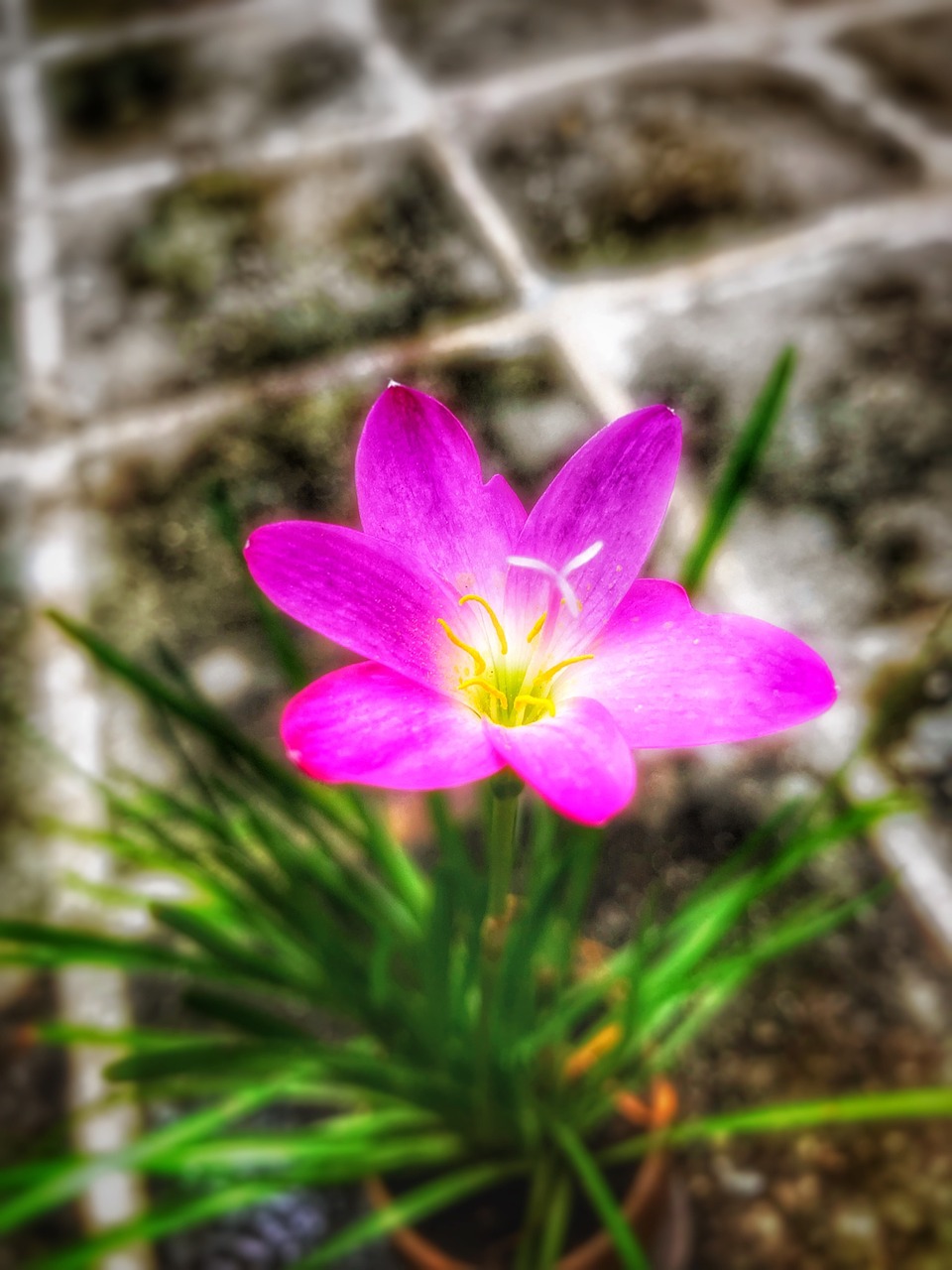 Image - stormy blue flower natural pink red