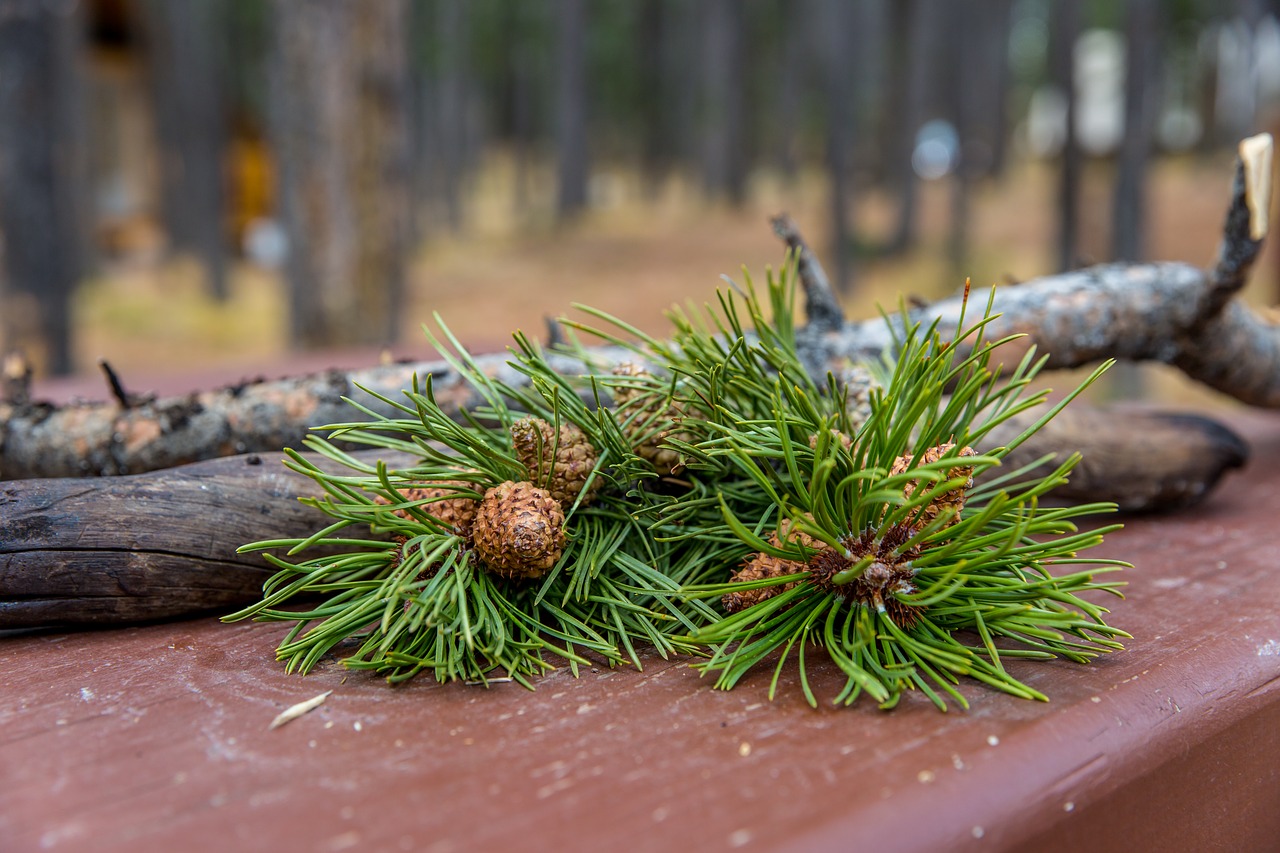 Image - forest pine pinecone season