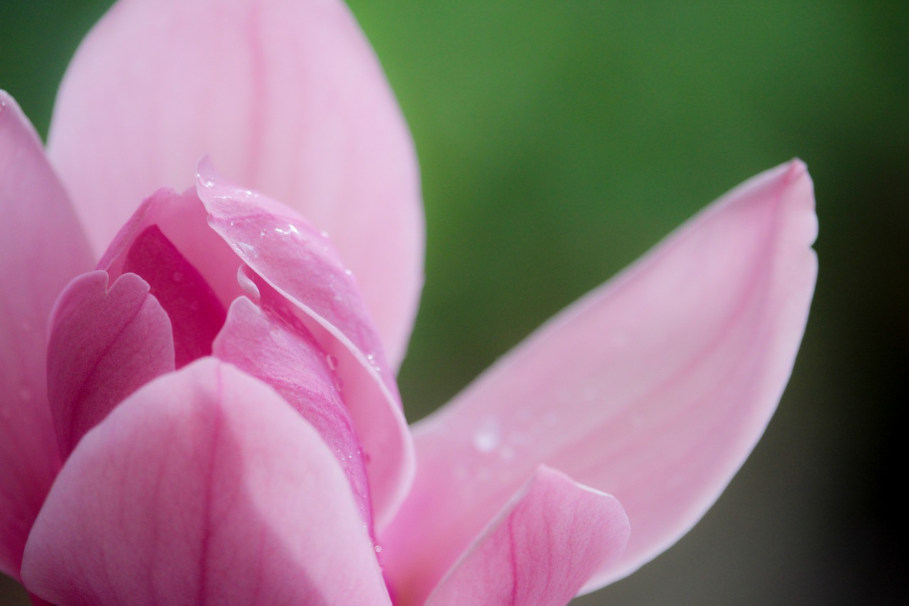 Image - magnolia pink spring flower nature