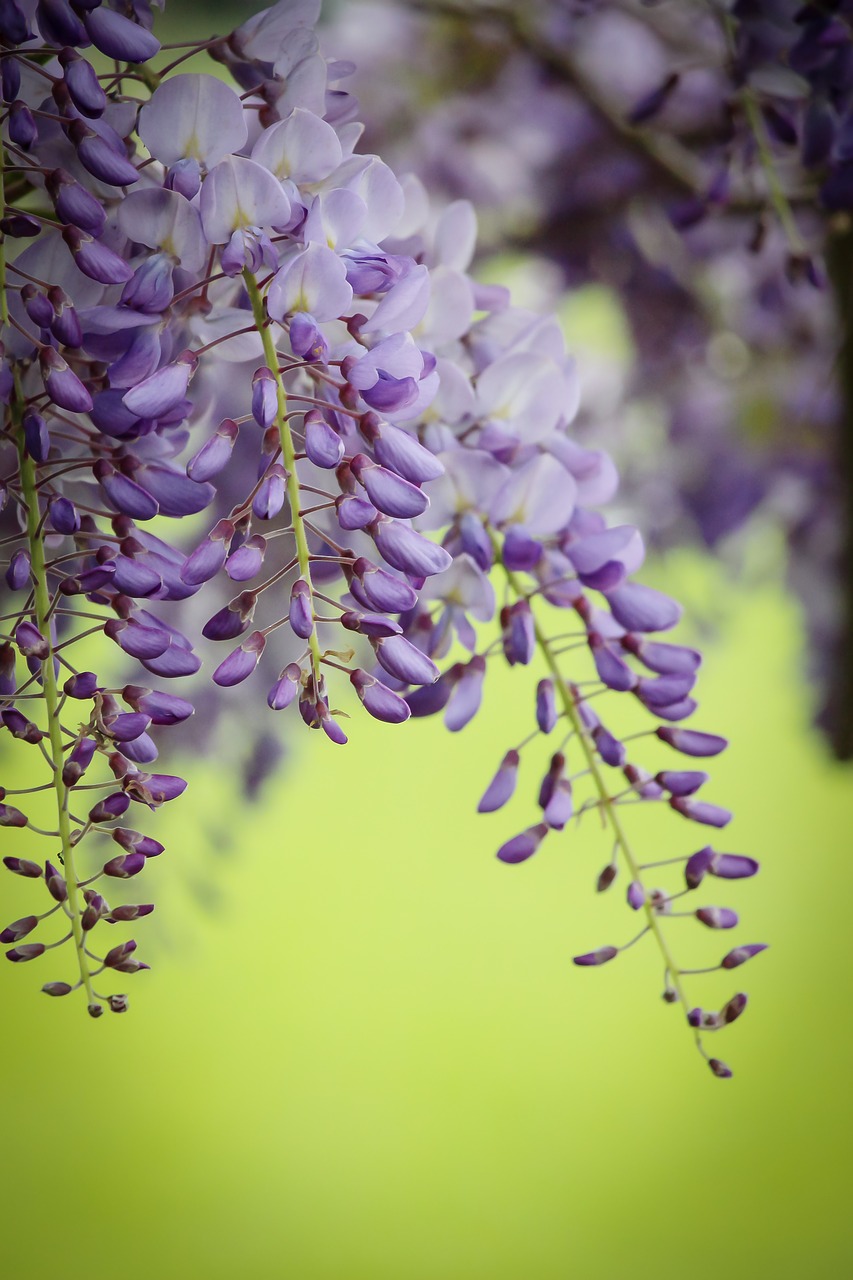 Image - wisteria purple spring flower