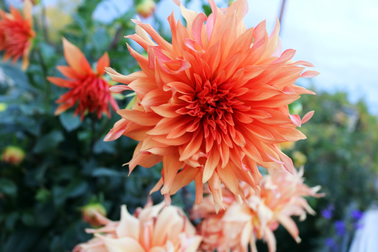 Image - orange flower flower yellow flower