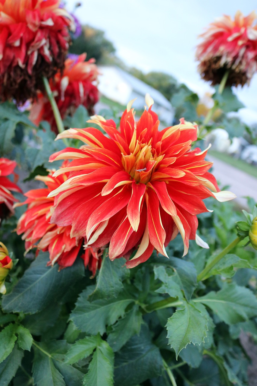 Image - red orange flower flower