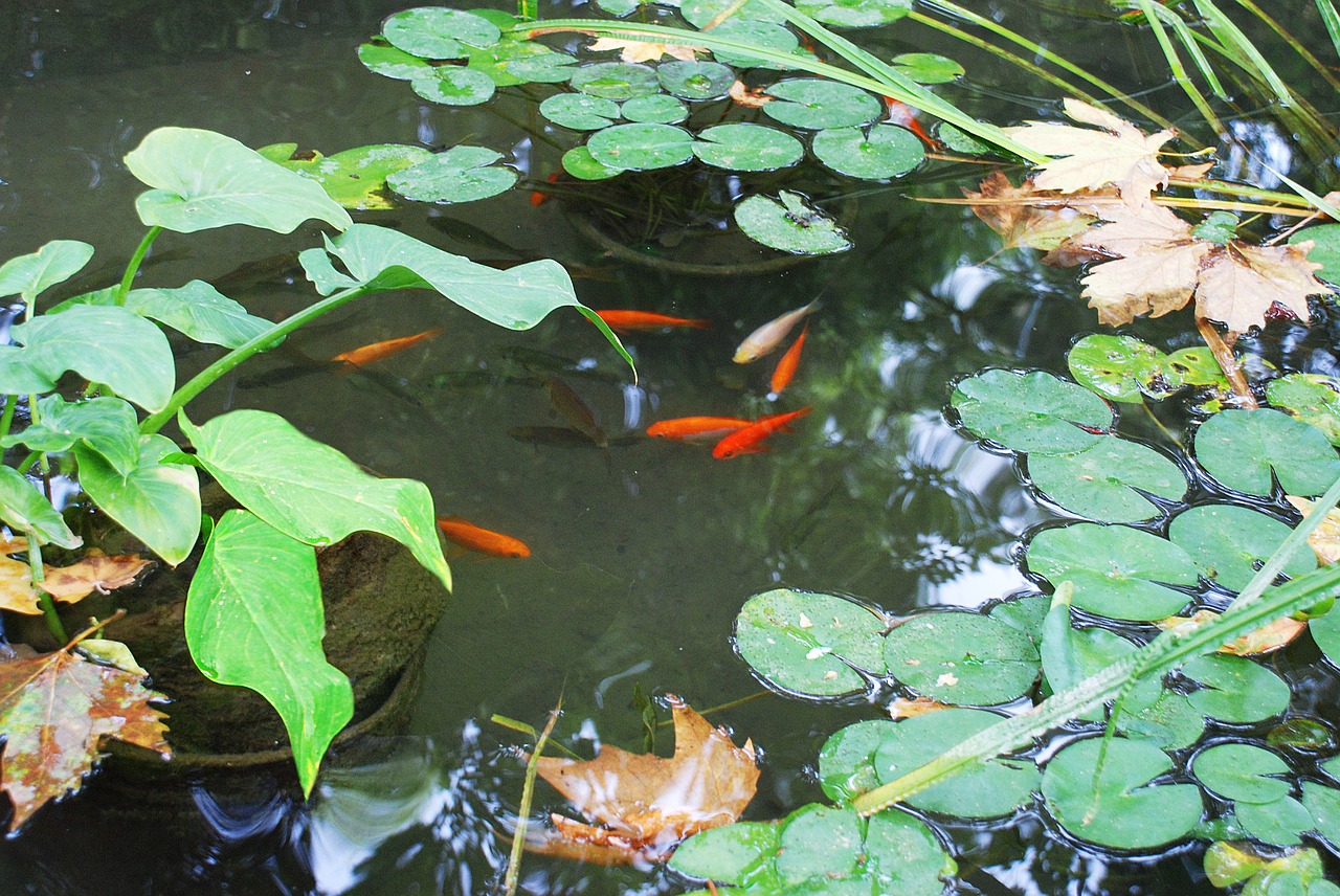 Image - pond red fish botanical garden
