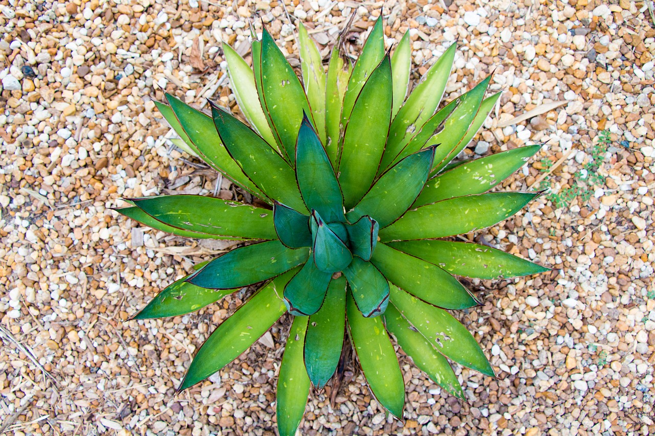 Image - succulent cactus botanical cacti