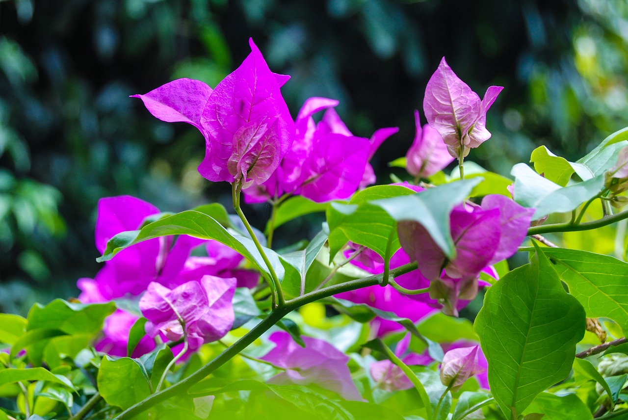 Image - flower pink nature bougainvillea