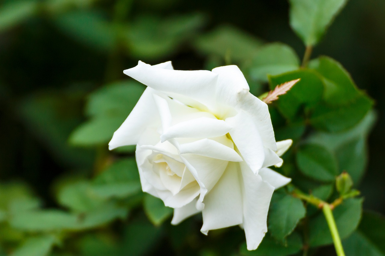 Image - rose flowers autumn rose white