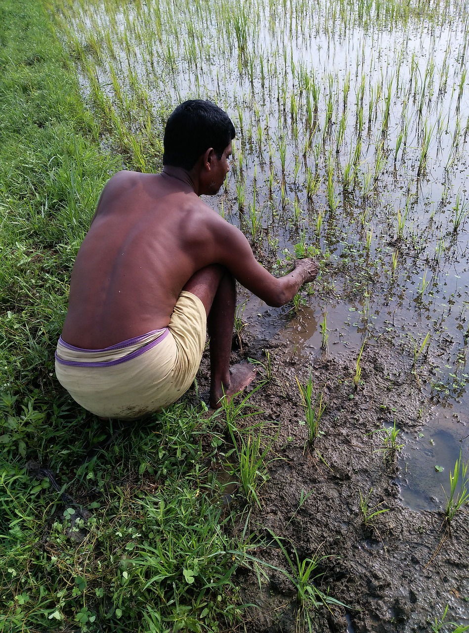 Image - farmer paddy sowing monsoon paddy