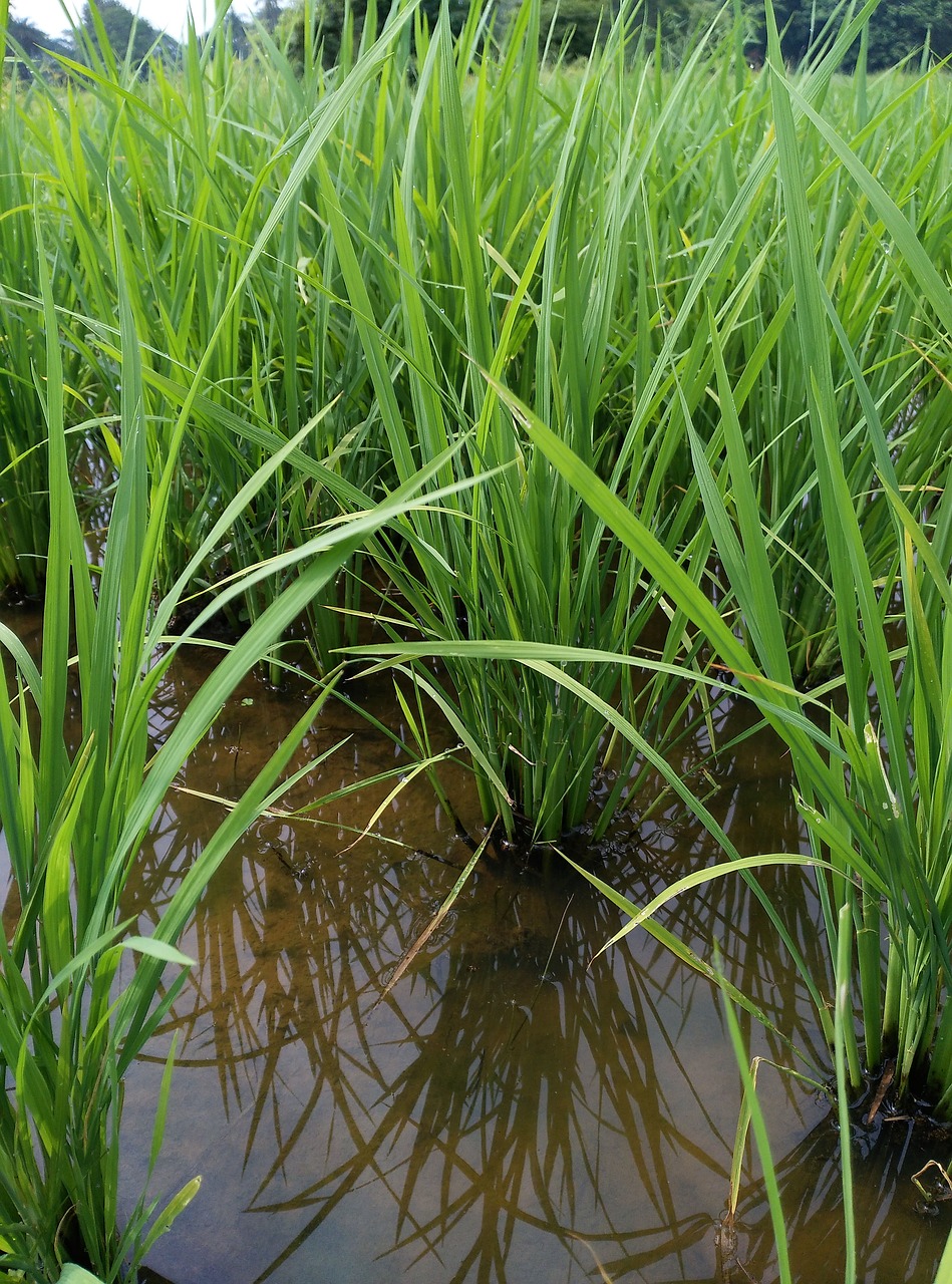 Image - paddy field farm land farming