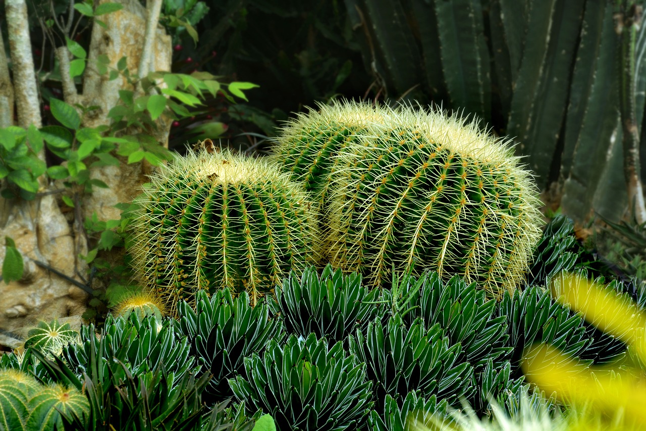 Image - cactus green sharp nature plant