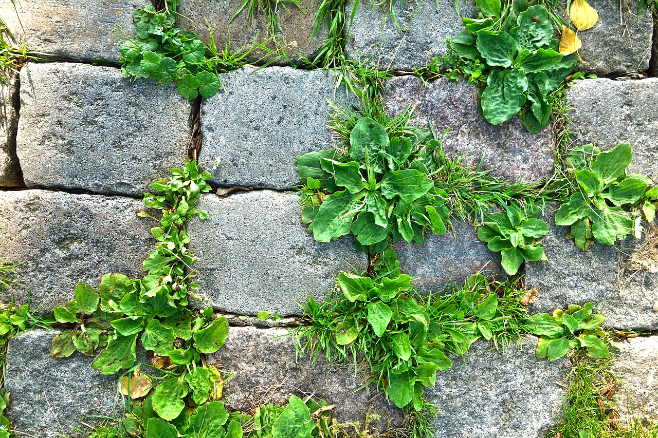 Image - stone cobble cobblestone footpath