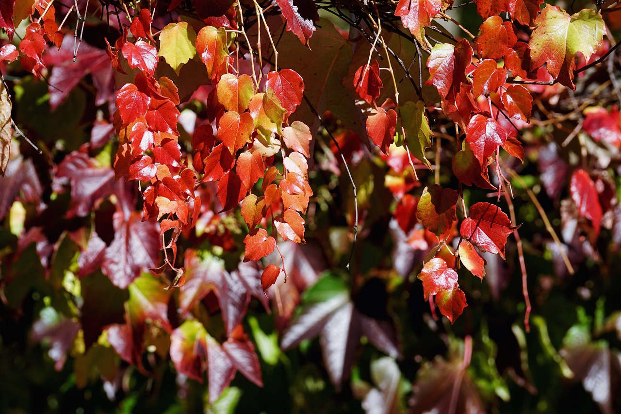 Image - vine wine partner leaves autumn
