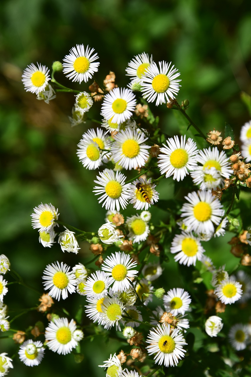 Image - wildflowers bee summer