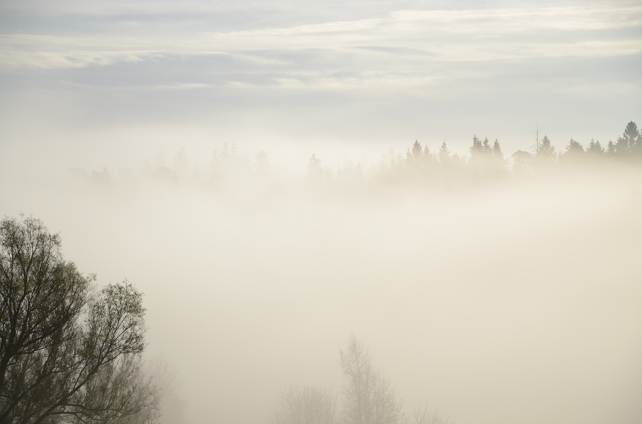 Image - tree fog mist clouds mysterious