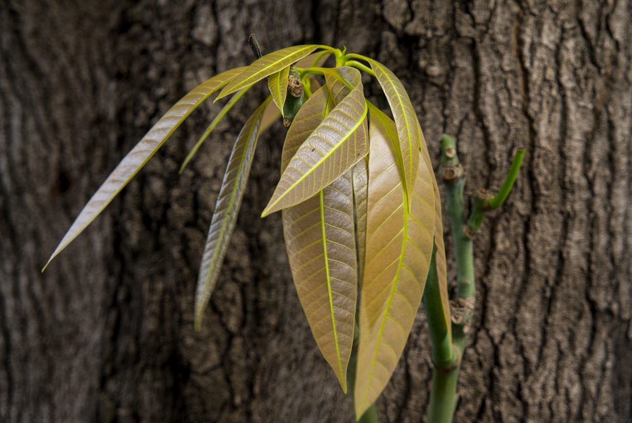 Image - bark mango leaves natural