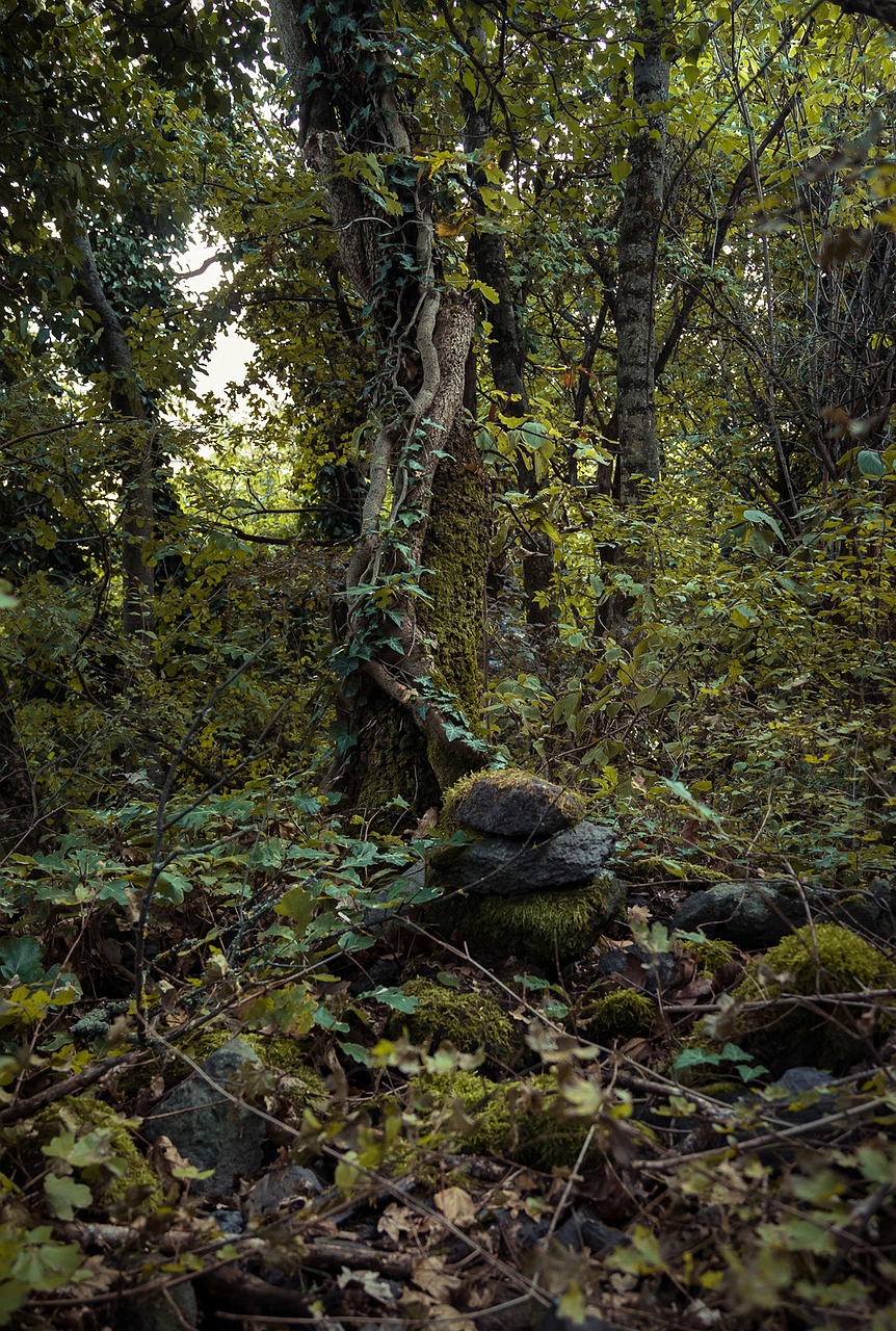 Image - dark autumn forest yellow green