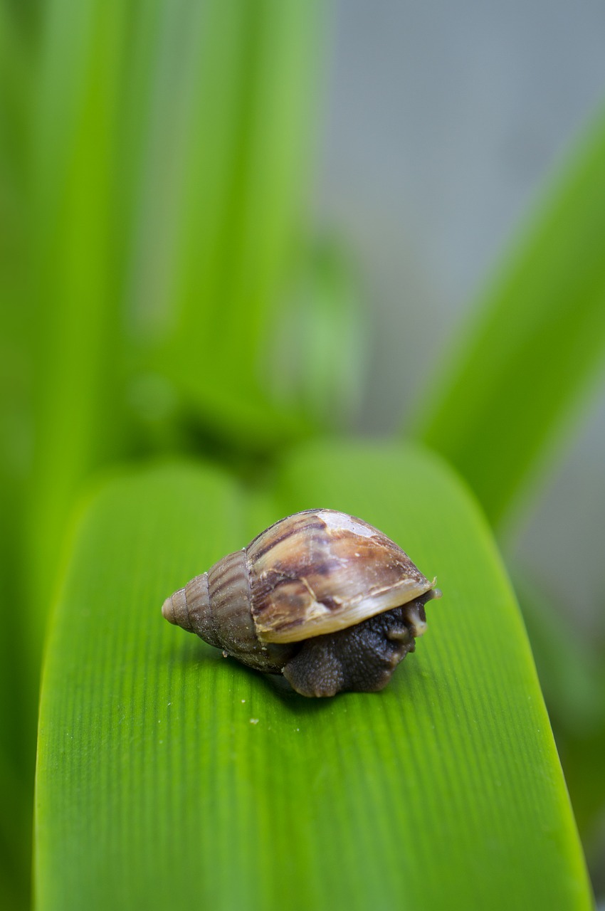 Image - snail the leaves natural insects