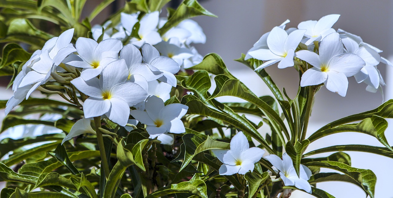 Image - flower jasmine white love greeting