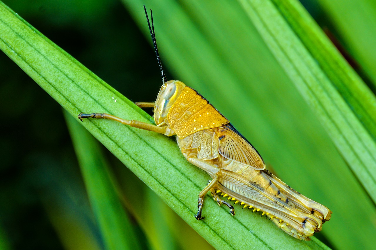 Image - insect paddy green nature food