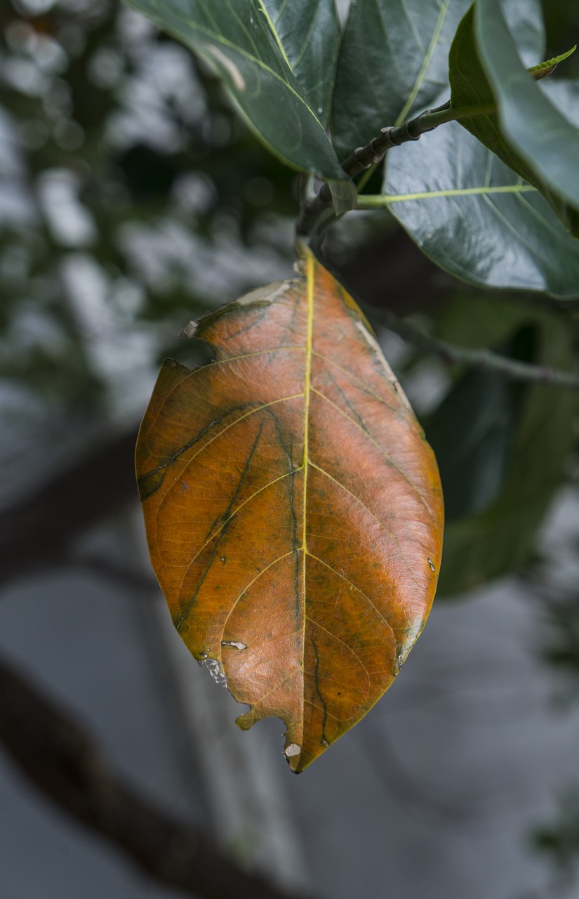 Image - natural leaf leaves jackfruit