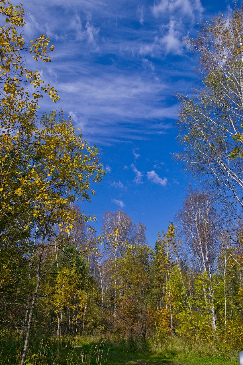 Image - autumn siberian forest birch