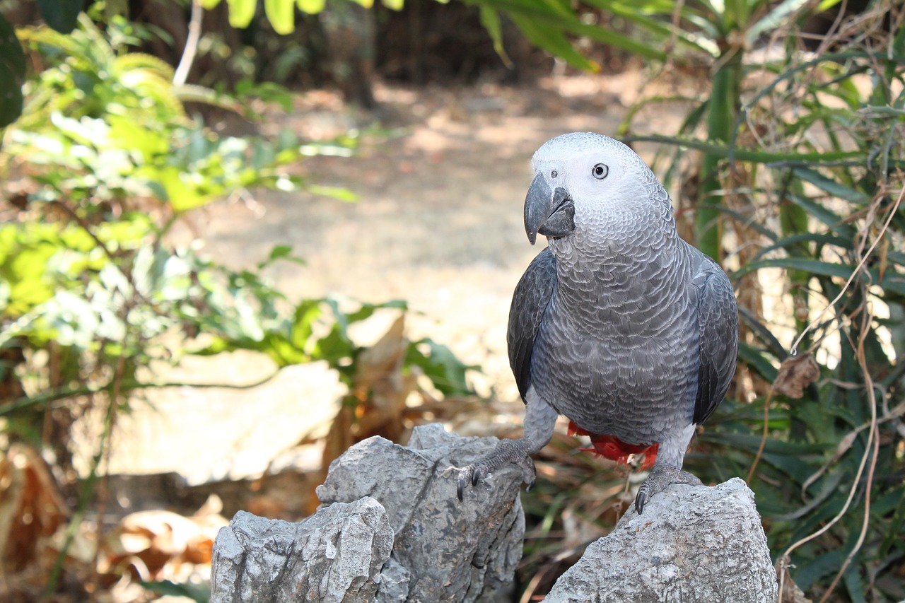 Image - bird parrot african grey exotic