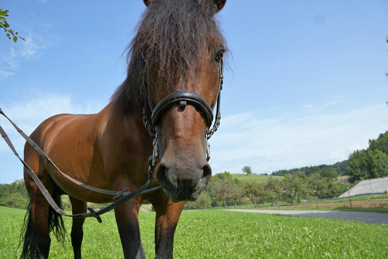 Image - horses mold eye monteaura