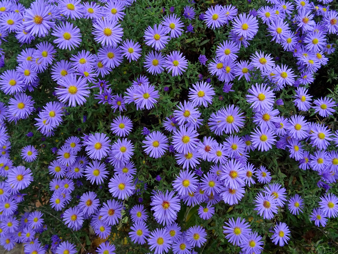 Image - herbstastern asters flowers autumn