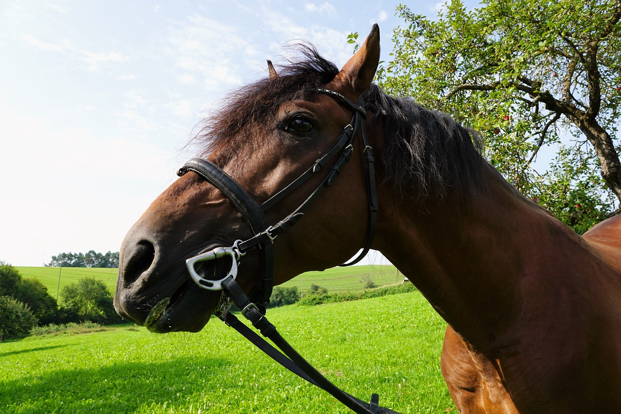 Image - horses mold eye monteaura