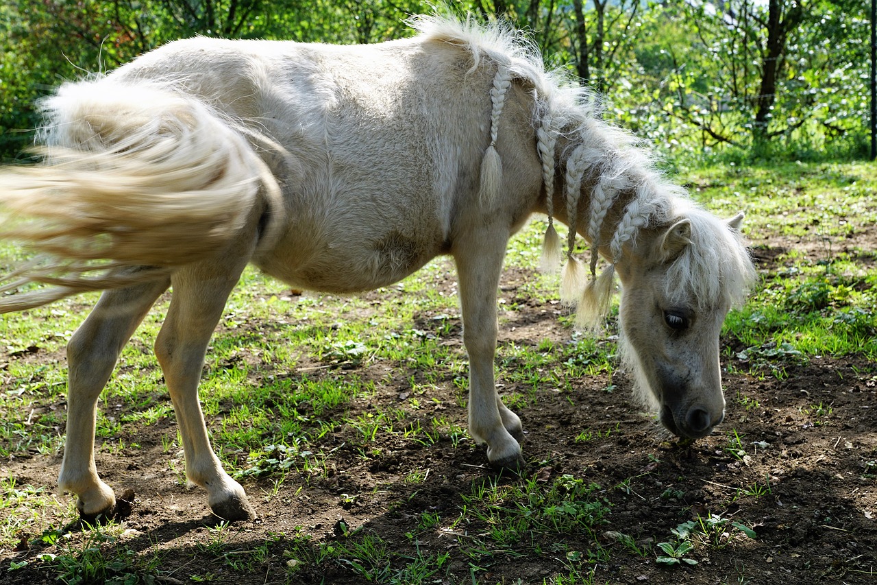 Image - pony horses mold eye monteaura