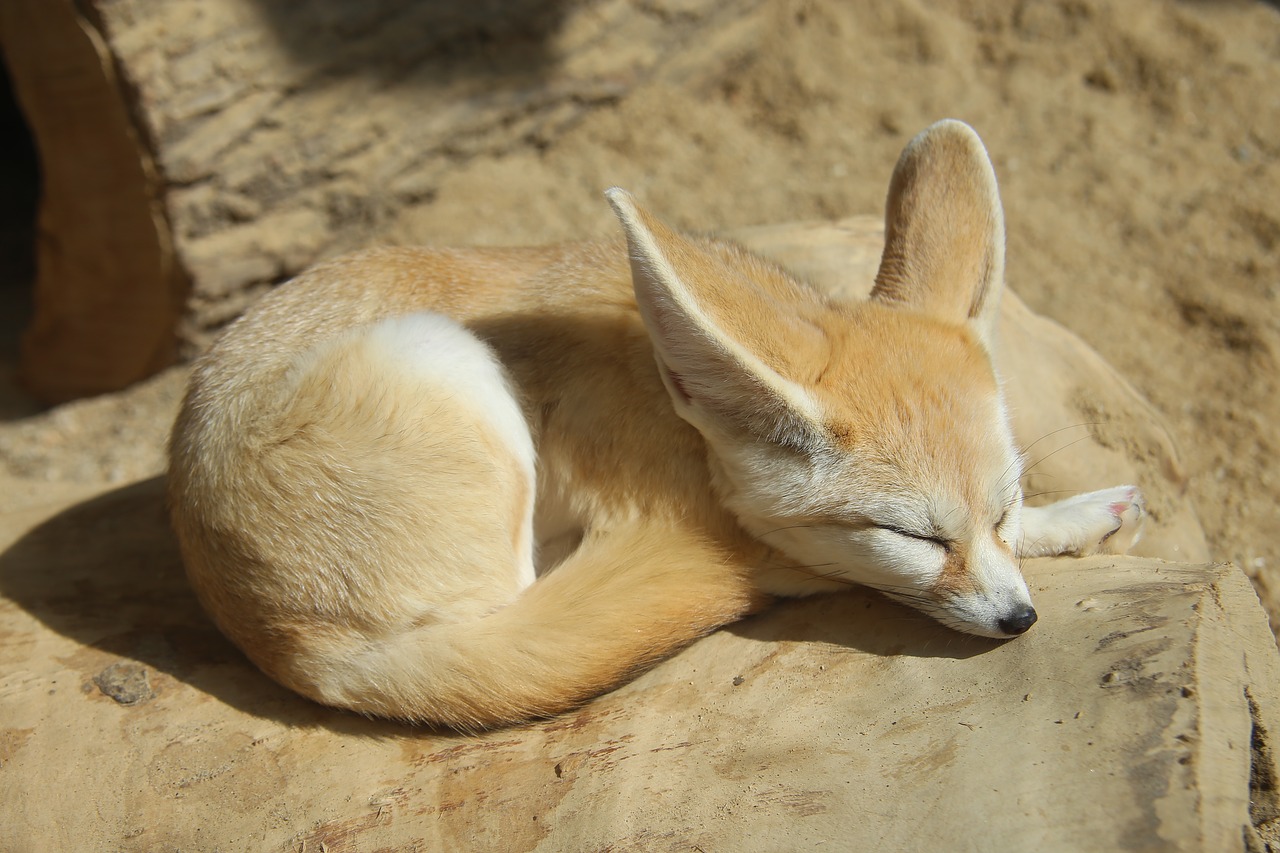 Image - zoo desert fox fox cute little