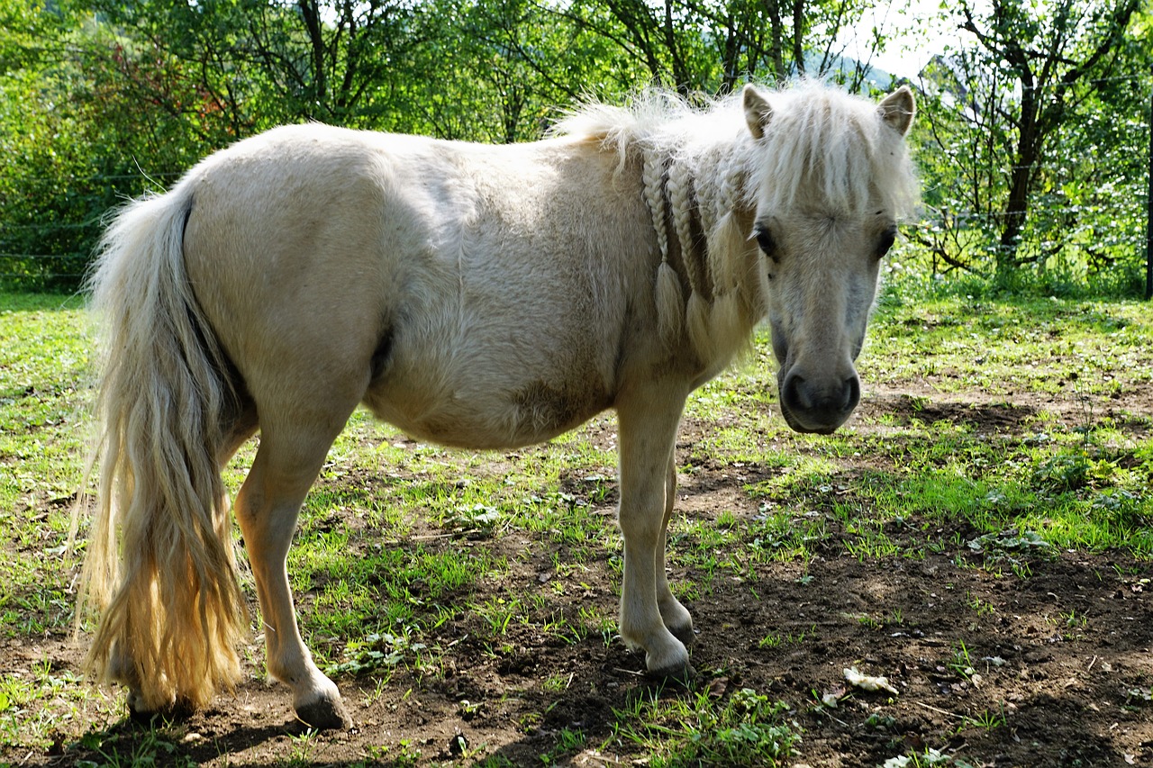 Image - pony horses mold eye monteaura