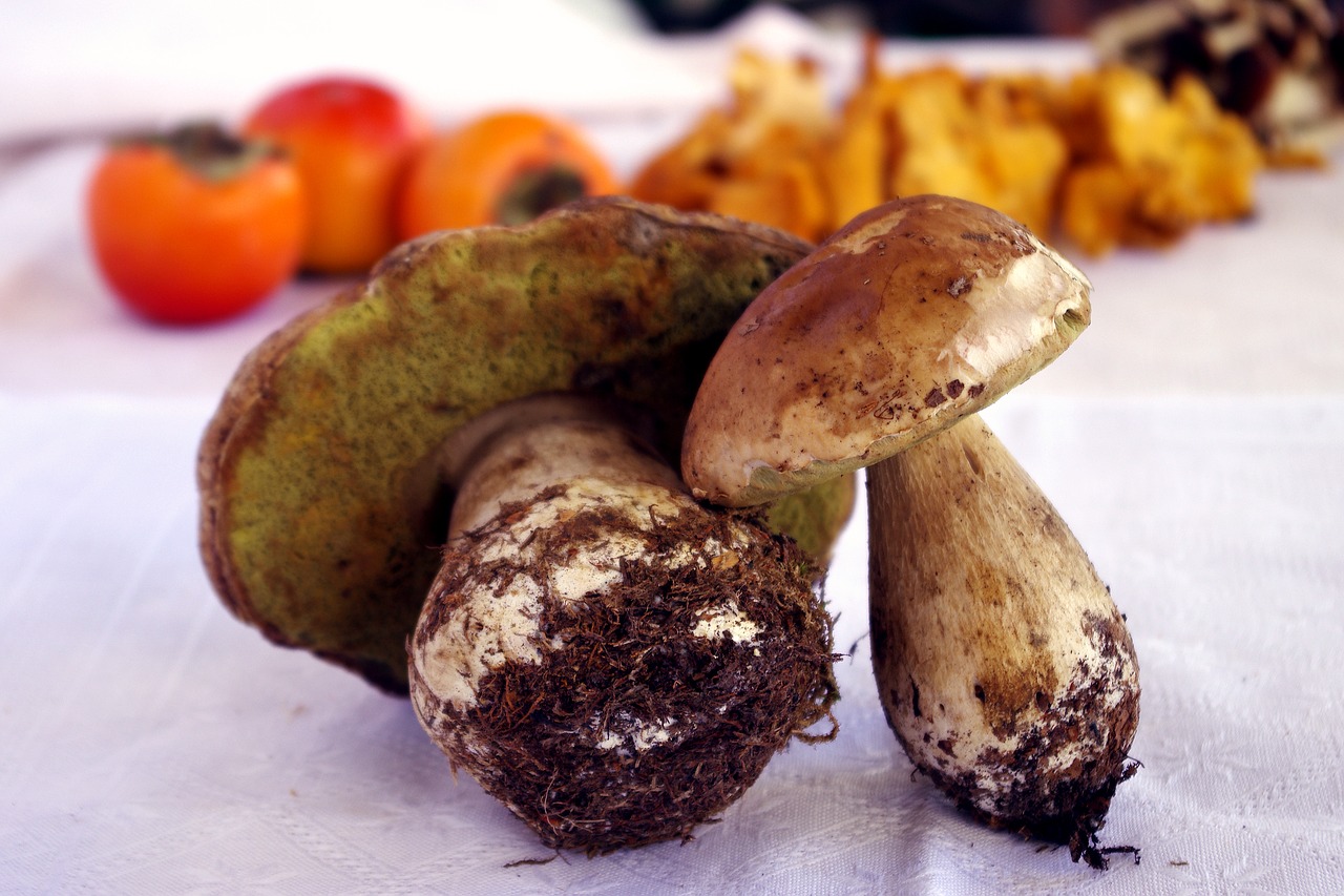 Image - porcini mushrooms boletus edulis