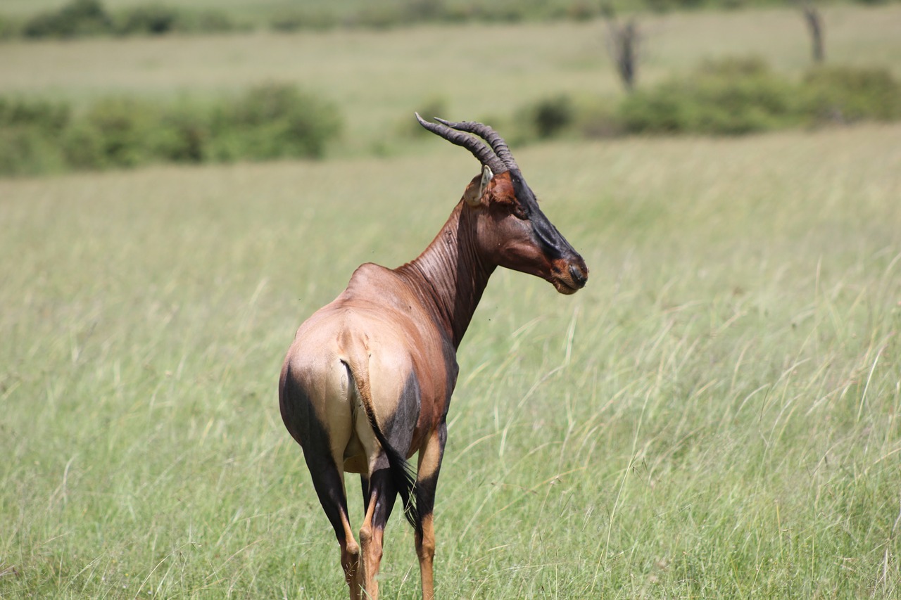 Image - safari kenya masai mara wild life