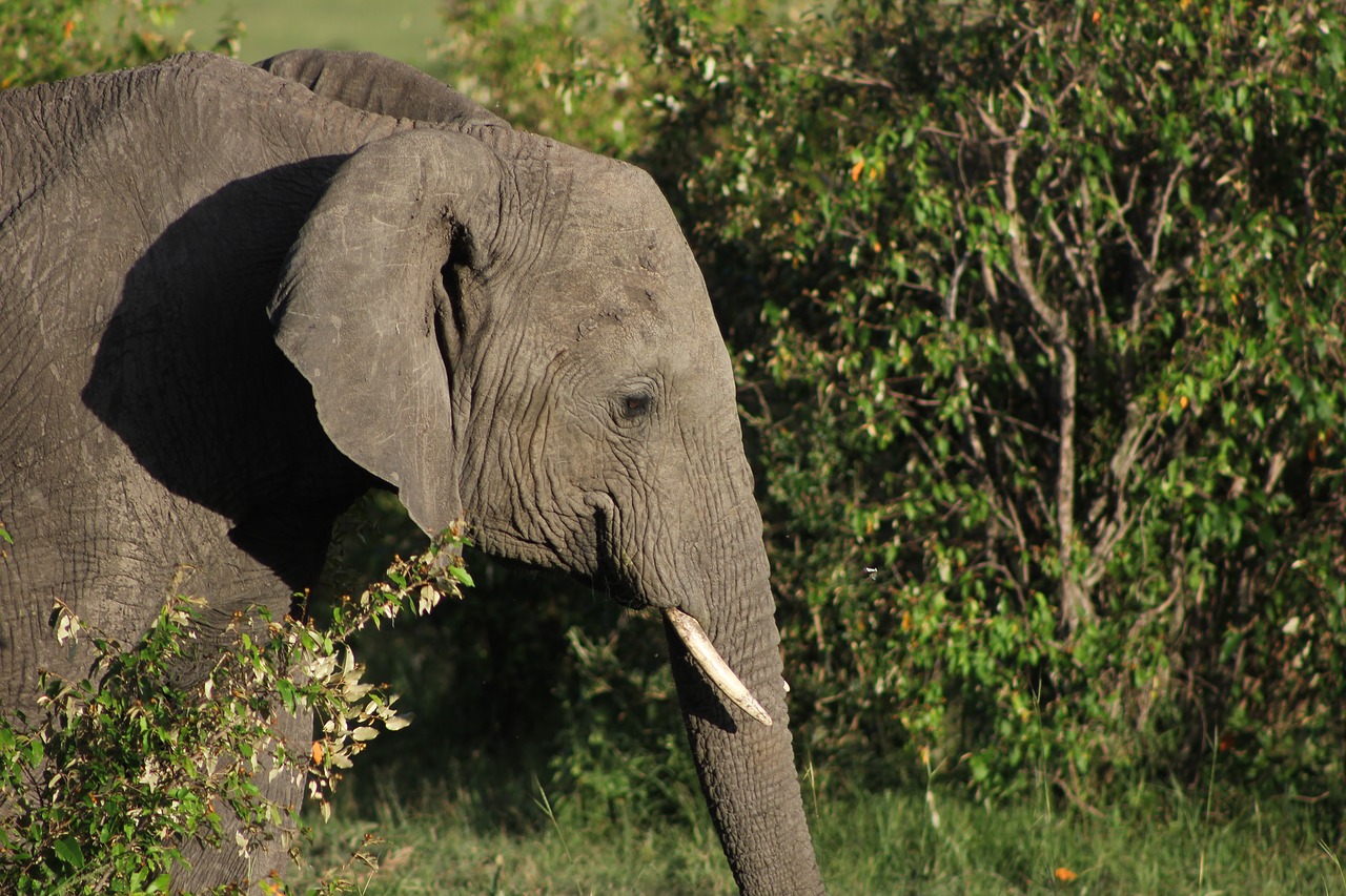 Image - safari kenya masai mara elephant