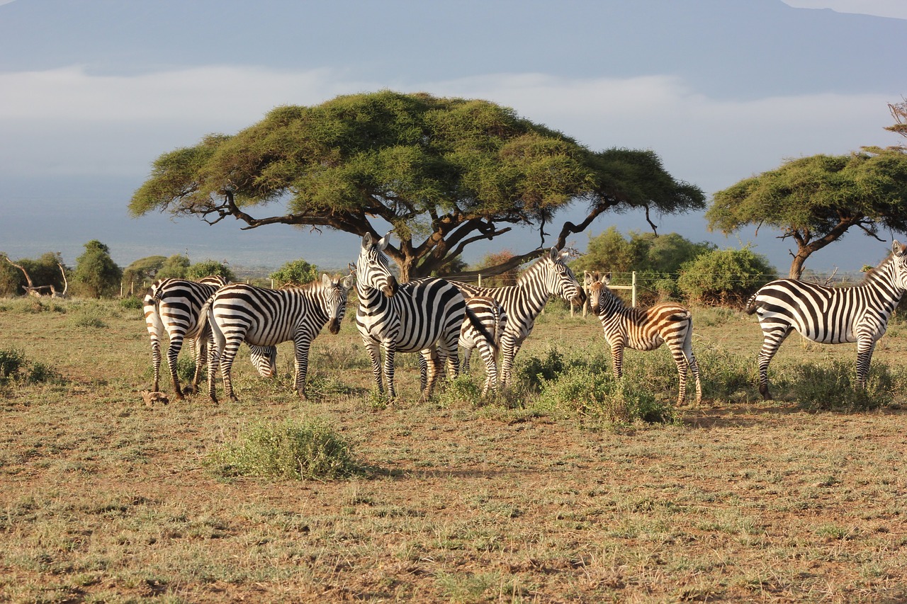 Image - safari kenya masai mara zebras