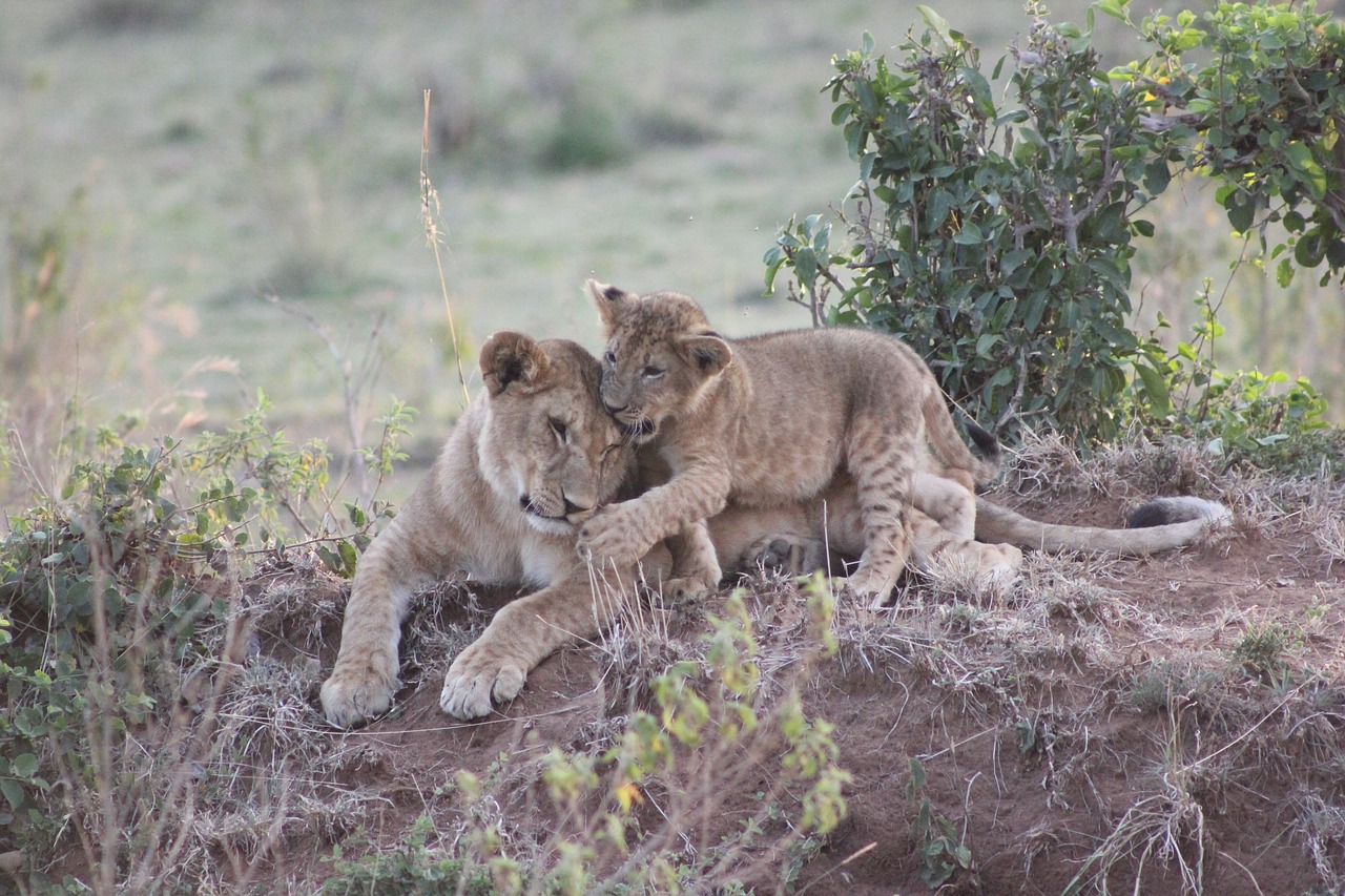 Image - safari kenya masai mara lions