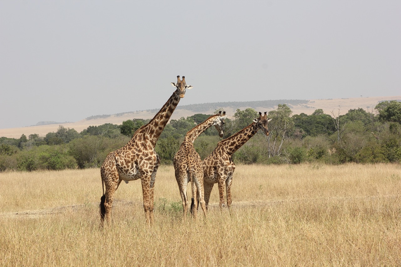 Image - safari kenya masai mara giraffe