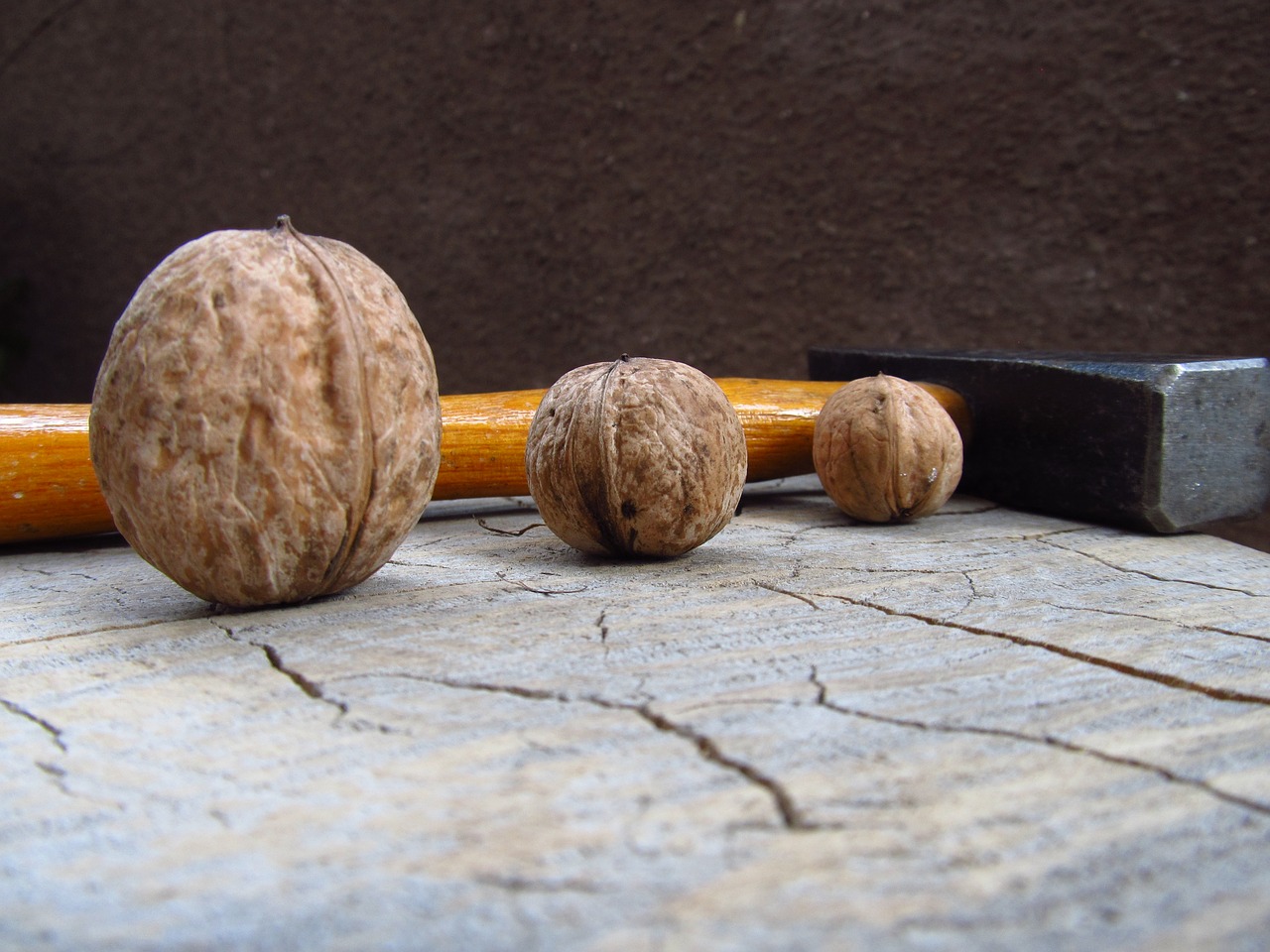 Image - walnut nut seed brown food