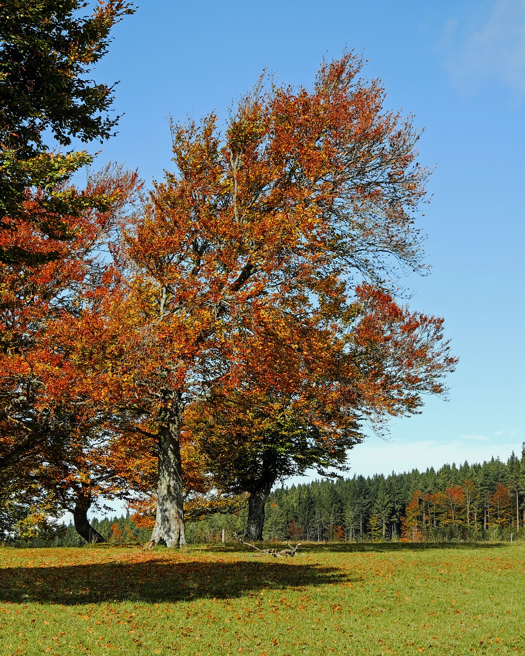 Image - trees book deciduous trees