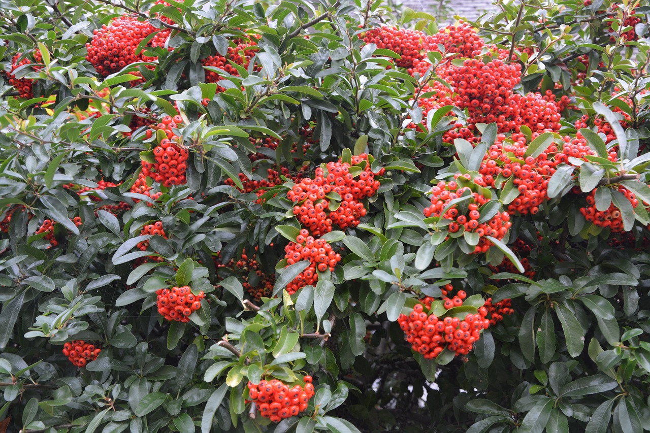 Image - plants bush green leaves red berries