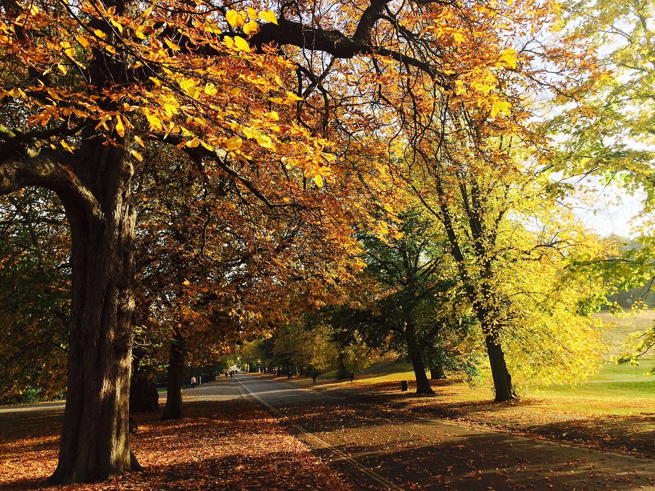 Image - london park autumn trees sunshine