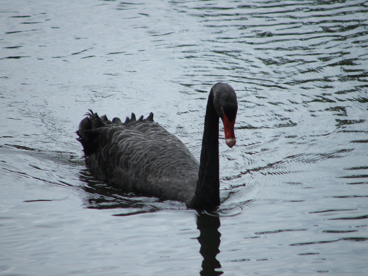 Image - zoo pilsen swan