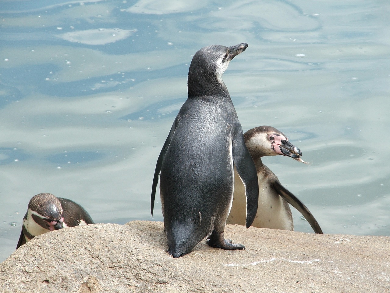 Image - zoo pilsen penguin