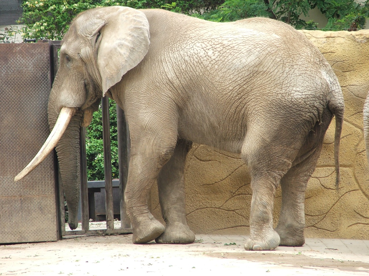 Image - zoo dvůr králové elephant