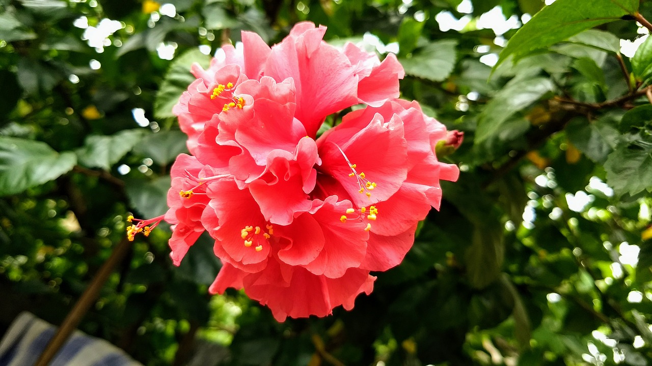 Image - beautiful red hibiscus flower