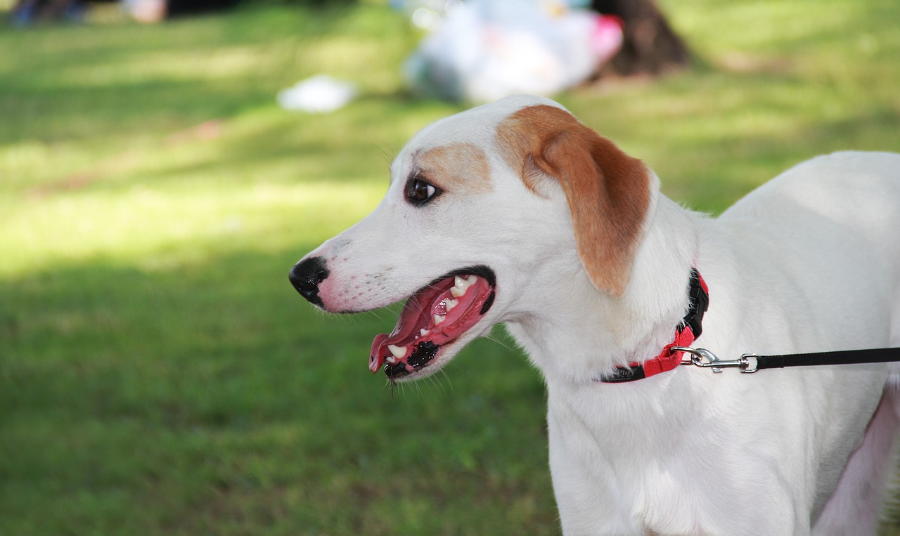 Image - walking with dog animals friday
